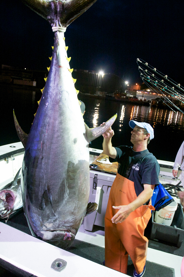 Wicked Tuna Splashes Back to TV: Star Gloucester Captains Speak Out on Life  as a Bluefin Tuna Fisherman