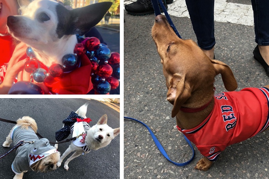 The Very Best Dogs at the 2018 Red Sox Victory Parade