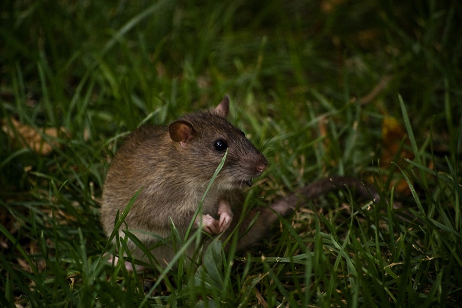 Is Your Neighborhood Rat-Infested? Use This Boston Map to Find Out