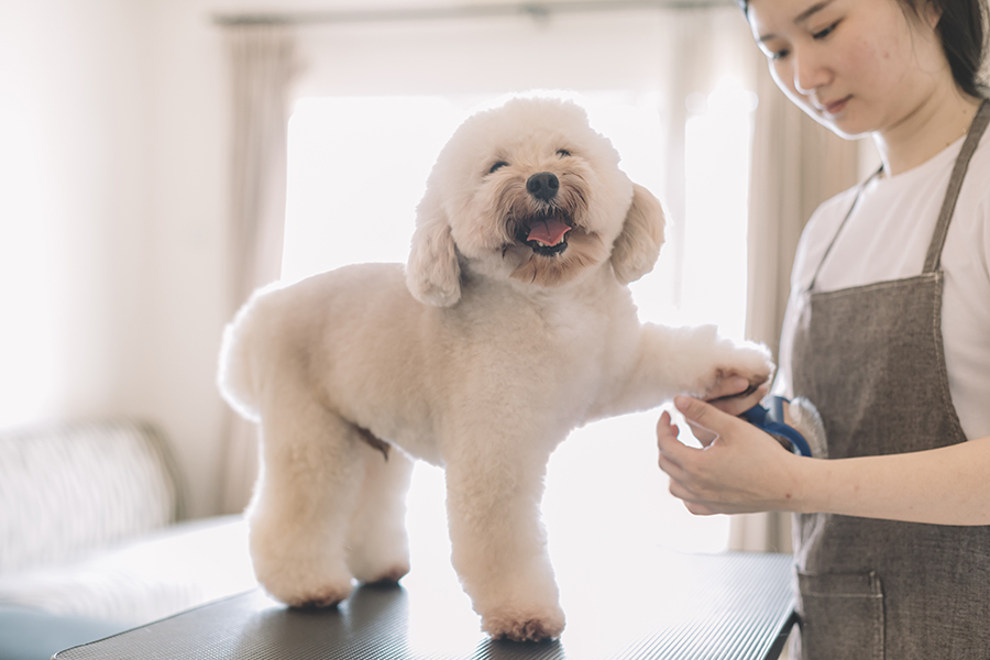 dog groomers open on sunday