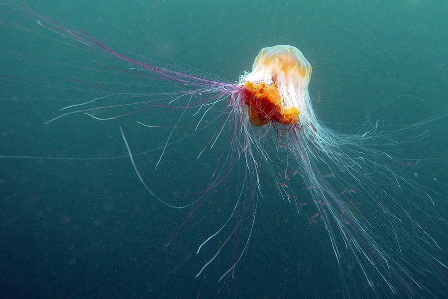 longest jellyfish tentacles